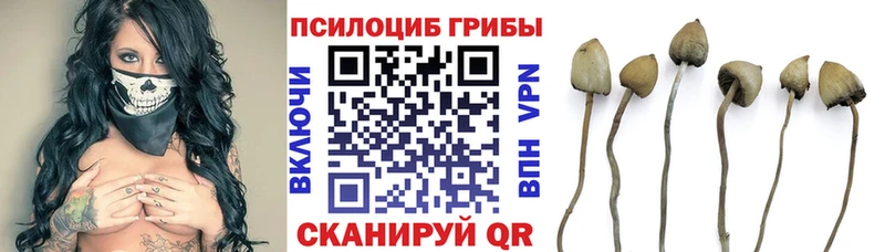 Купить где  Назрань  Галлюциногенные грибы прущие грибы 